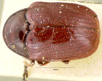 Media type: image; Entomology 20037   Aspect: habitus dorsal view